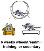 6 weeks wheel/treadmill training, or sedentary. Cartoon images of mouse and exercise wheel/treadmill.